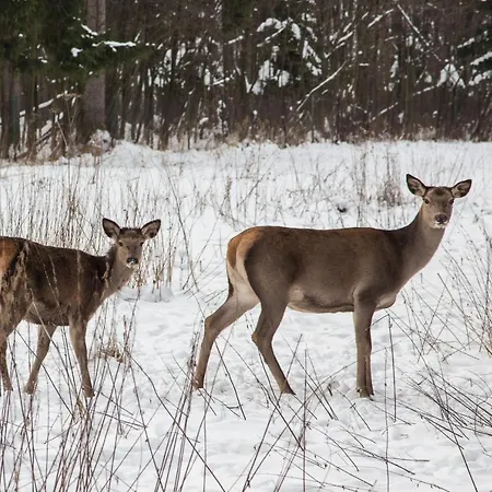 马格达莱纳别墅旅馆 * 扎科帕内