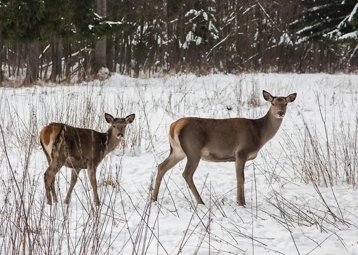 Magdalena * זקופאנה